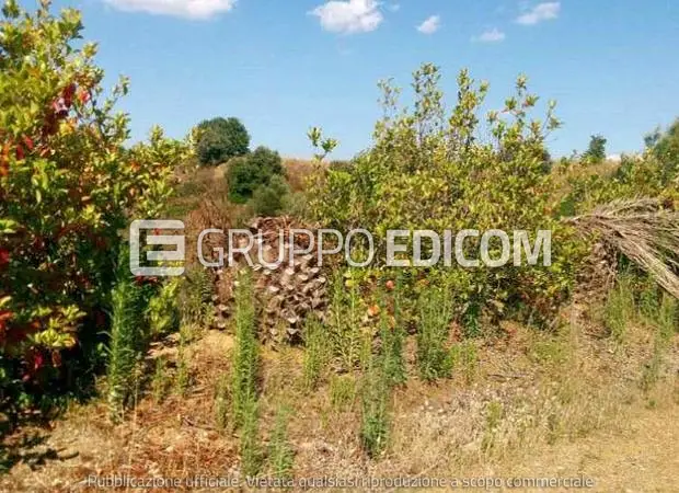 Fabbricati per attività agricole in contrada Sant'Angelo, snc - 1